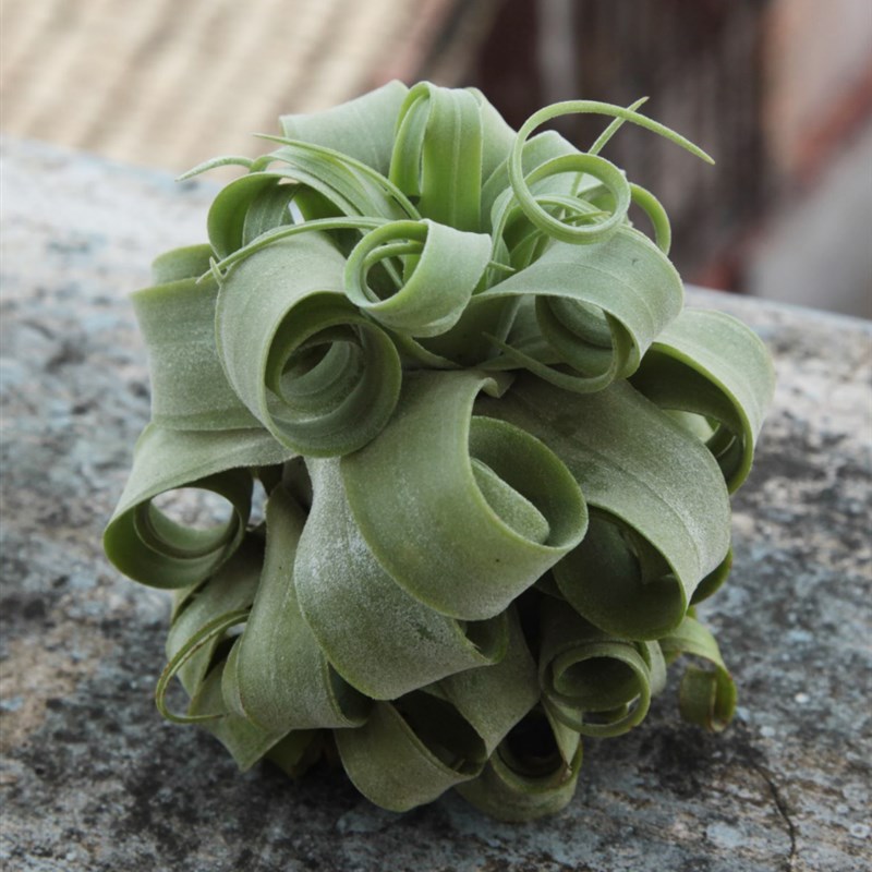 电毯卷空气凤梨多规格大小支架无土植物室内好养花卉绿植