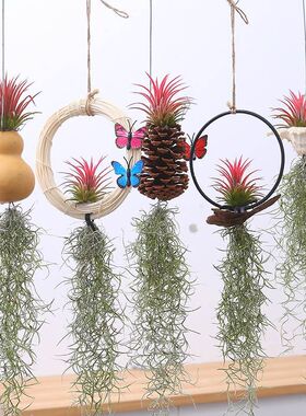 挂墙绿植真花悬挂植物墙上壁挂吊蓝花空气凤梨适合懒人养的花无土