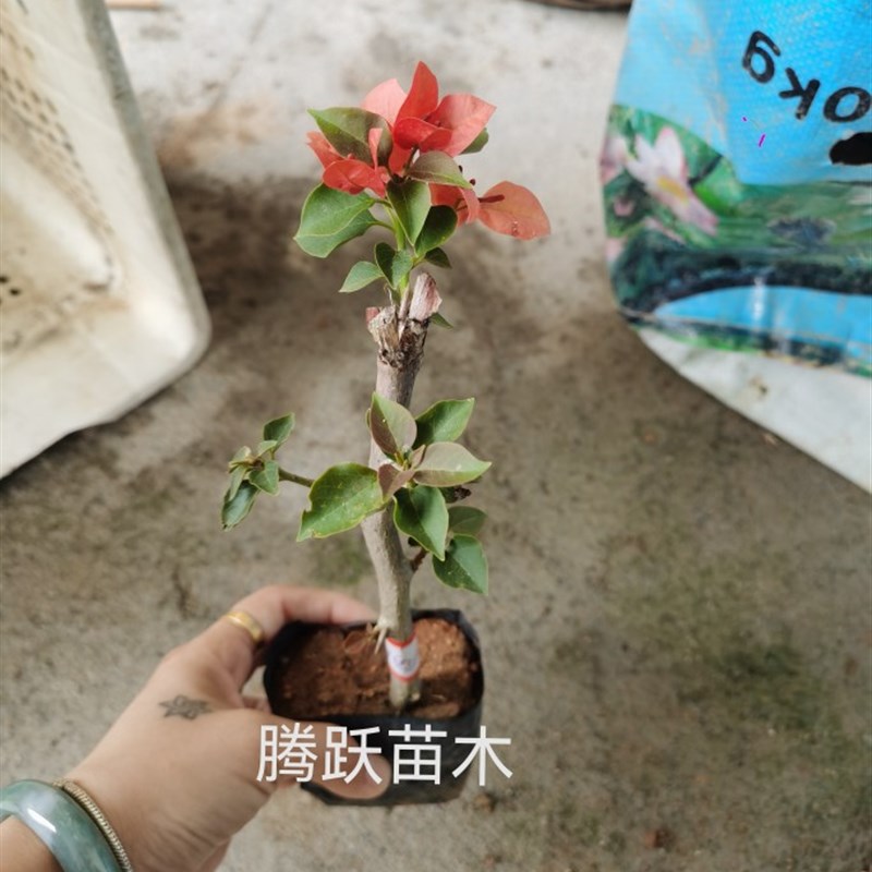 不甜西瓜,未熟西瓜三角梅