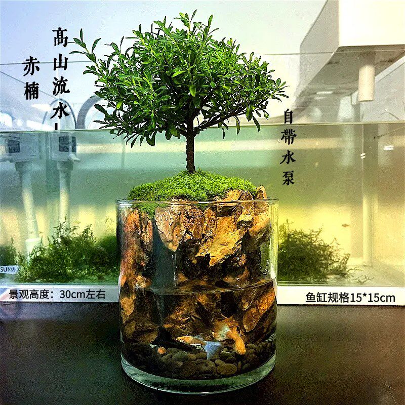 懒人苔藓微景观鱼缸办公室小鱼水陆缸生态瓶桌面盆栽造景生命之树