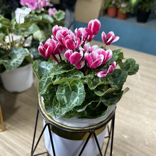 梦幻仙客来