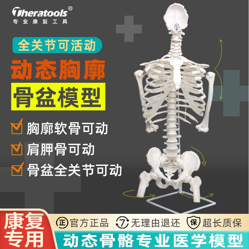 动态人体胸廓脊柱骨盆骨骼模型医学教学脊椎胸椎半身康复关节可动