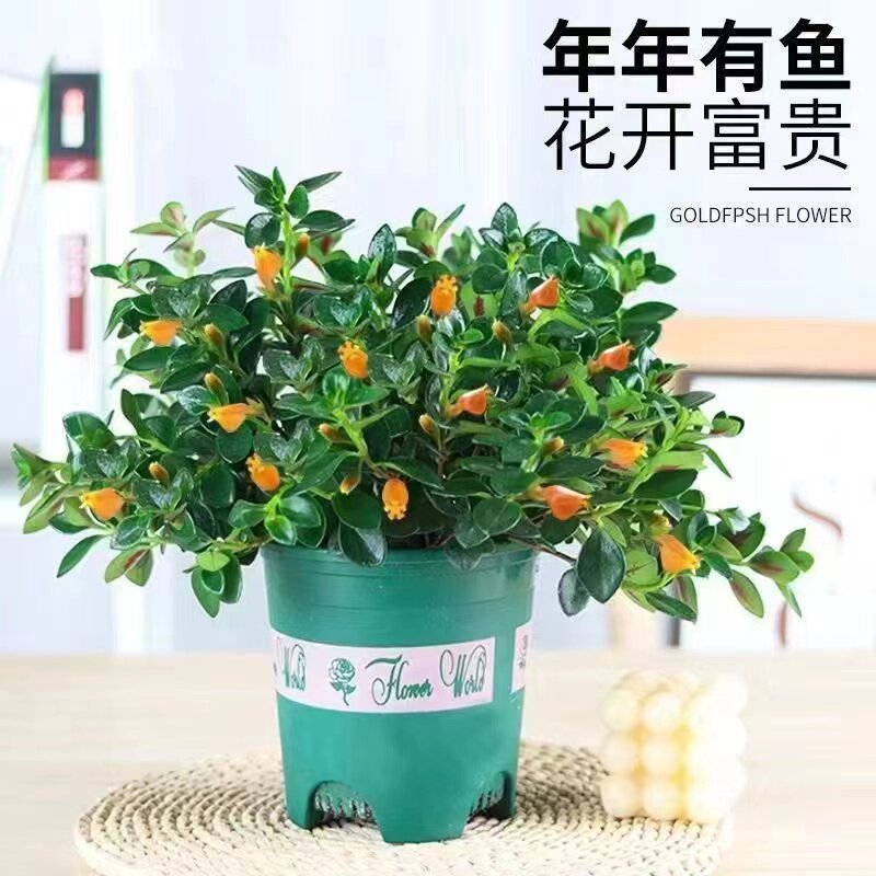 金鱼吊兰盆栽带花苞室内阳台客厅好养绿植花卉