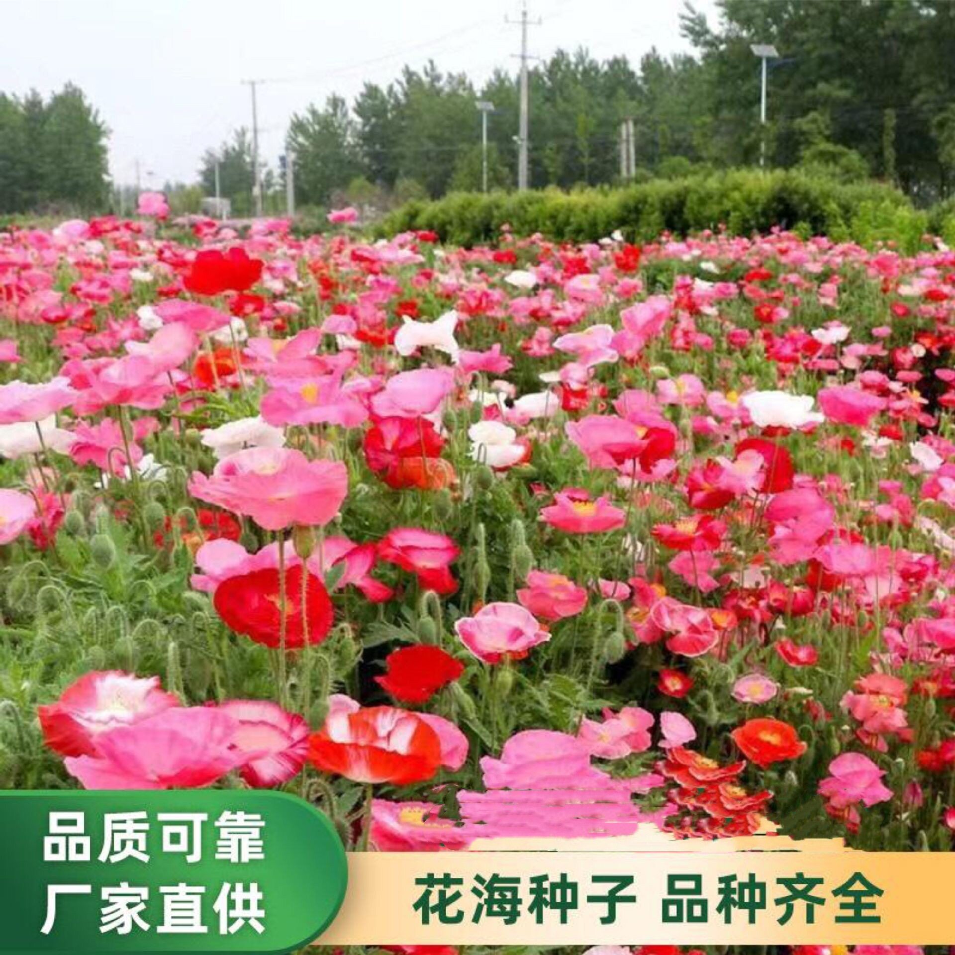 厂家直销冰岛虞美人草籽打造美丽乡村公园景观花海公路旁绿化