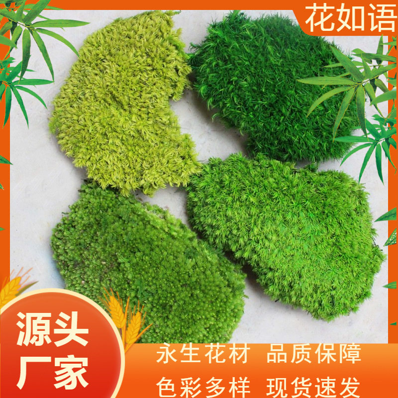 永生苔藓白发藓曲尾鹿蕊藓苔藓背景植物墙造景真青苔微景观装饰