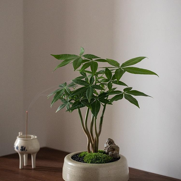 2025年新款奇趣发财树盆栽室内桌面花卉植物四季常青好养绿