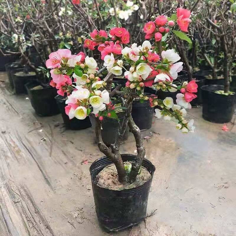 【东阳锦复色】海棠花室内老桩庭院耐寒海棠苗,稀有品种海棠