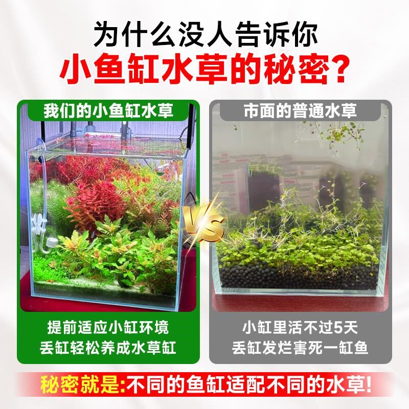 小鱼缸水草鱼缸制氧浮萍水草净化水质水草养鱼水榕活水草植物