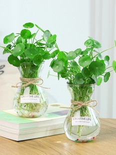 铜钱草水泡植物水里养q的水培小型迷你家养房间客厅卧室书房摆件