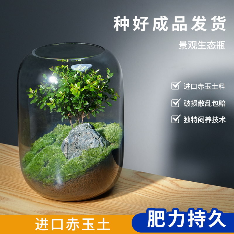 桌面植物景观玻璃生态瓶绿植苔藓成品好养创意R绿植室内装饰摆件