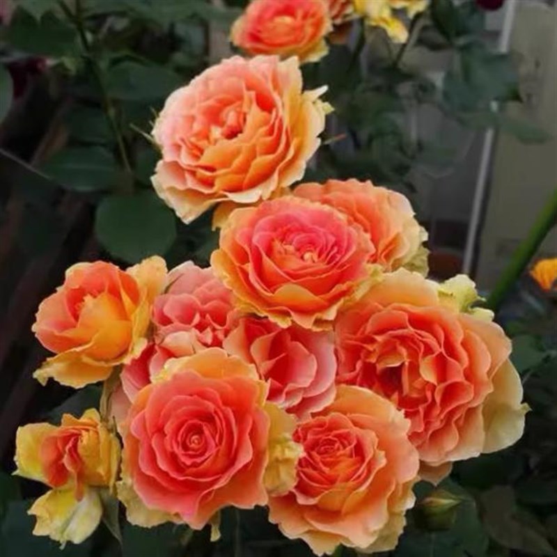 精品欧洲灌木月季花苗阳台盆栽庭院特大花玫瑰浓香耐寒植物四季开