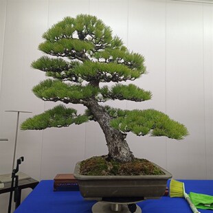 那须五针松盆景盆栽庭院露台绿植