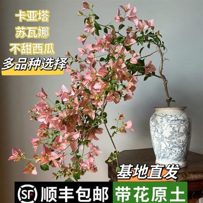 苏瓦娜三角梅稀有品种原生苗卡亚塔不甜西瓜四季开花阳台爬藤垂丝