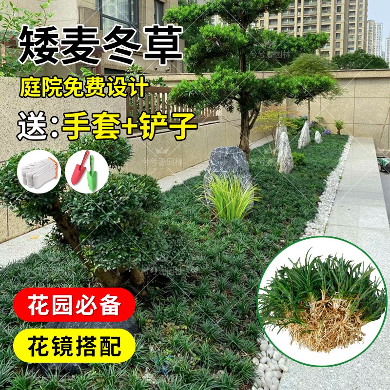 矮麦冬草庭院玉龙草苗耐寒践踏园林绿化苗木草坪植物金边麦冬草