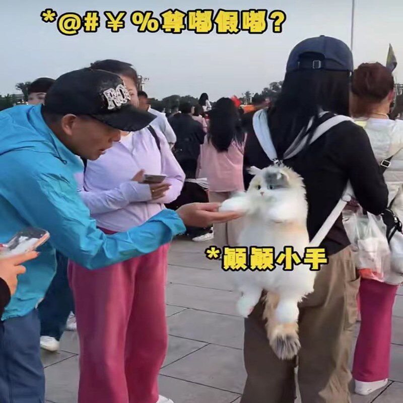 真猫咪背包玩偶公仔双肩包可爱毛绒布娃娃玩具闺蜜生日惊喜礼物