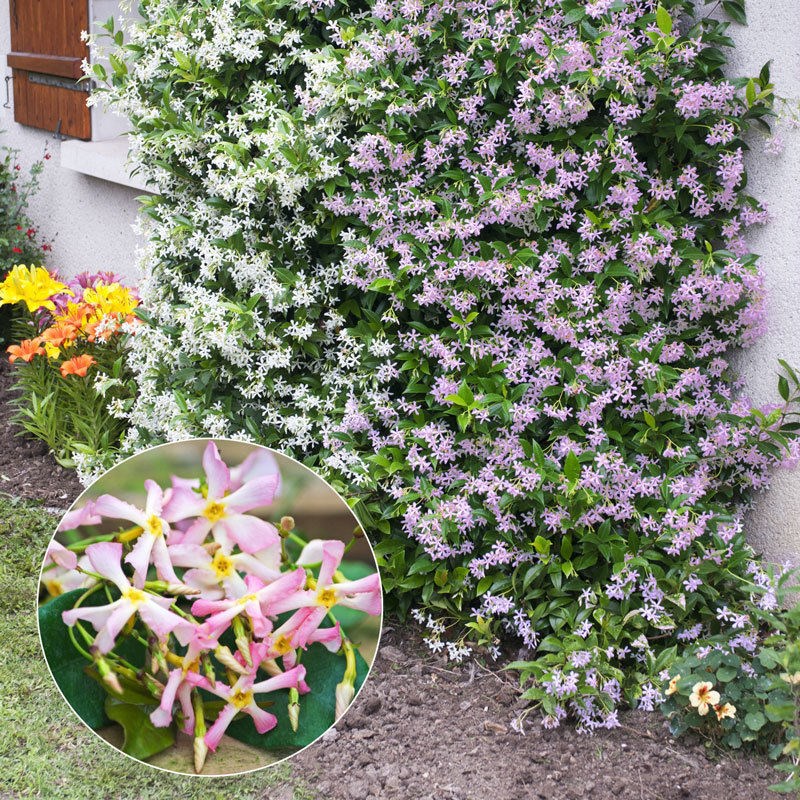 风车茉莉盆栽粉色好养多花垂丝爬藤花卉耐寒阳台盆栽植物四季开花