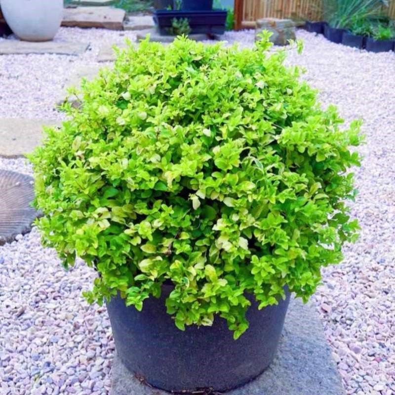 观叶造型球形女贞小叶盆景绿化树苗别墅庭院绿化树桩球植物苗木