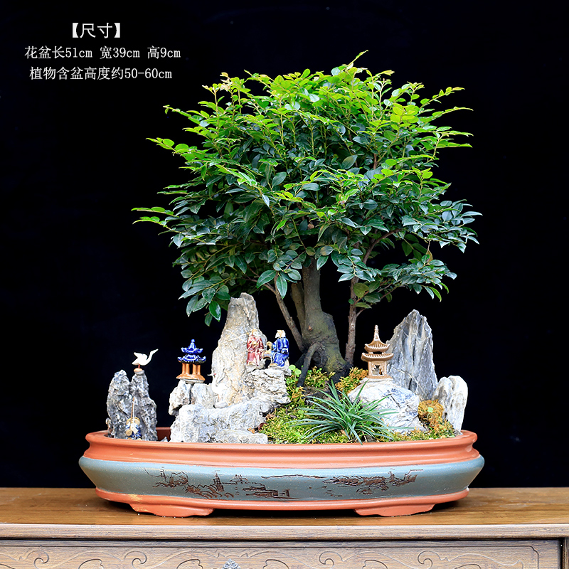 小叶紫檀盆景老桩植物室内大型绿植客厅办公室桌面盆栽黑骨茶树桩