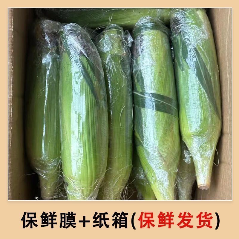 【新鲜现摘】玉米甜脆可生吃现摘带皮黄金爆浆苞谷水果玉米新鲜