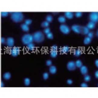 111156GE Whatman黑色径迹蚀刻PC亲水过滤滤膜孔径0.2um