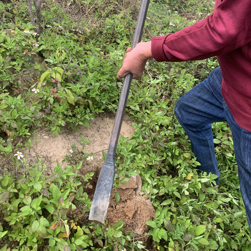 锻打重型高猛钢挖土洞铲移植铲挖坑铁锹园艺手工车载种树建筑直锹