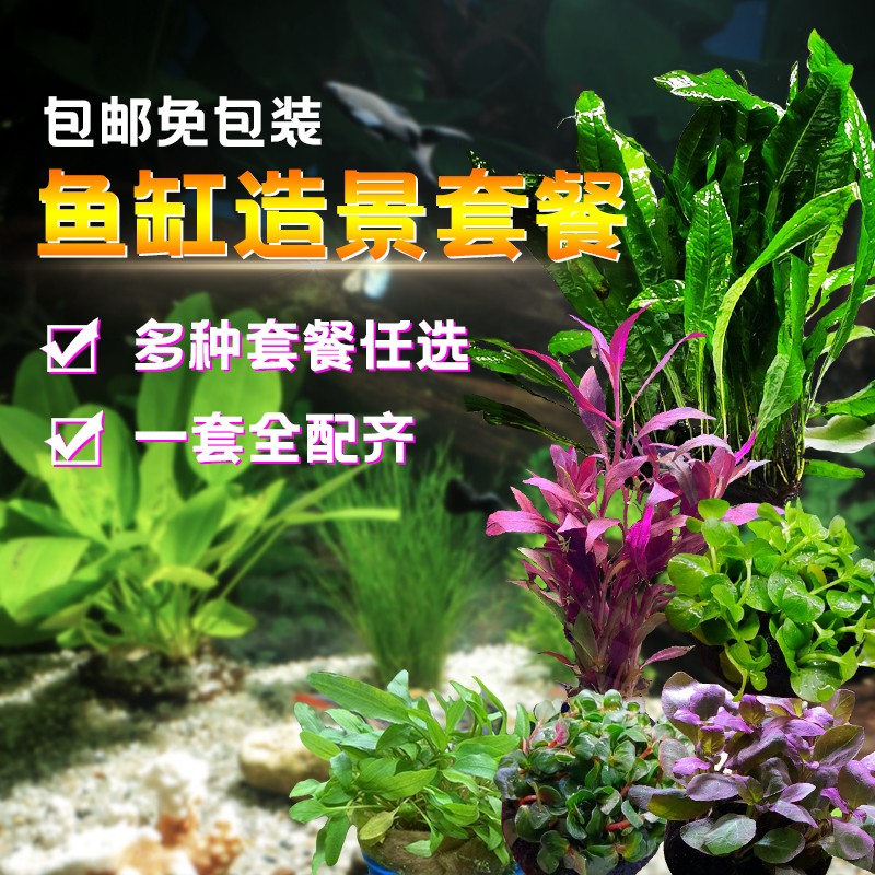 鱼缸造景真水草套餐中小缸造景套餐 新手懒人水草搭V配 水族箱装
