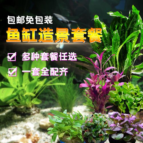 鱼缸造景真水草套餐中小缸造景套餐 新手懒人水草搭V配 水族箱装