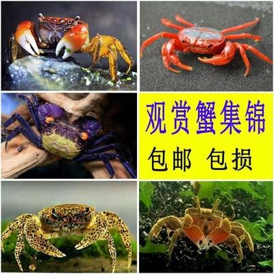 小螃蟹鲜活宠物水族淡水观赏蟹深水大型宠物蟹淡水蟹爬行鱼缸缸