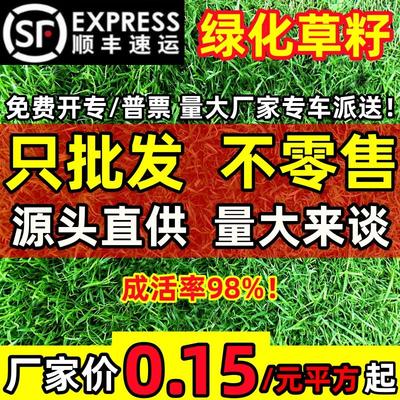 草坪籽四季常青耐寒旱护坡