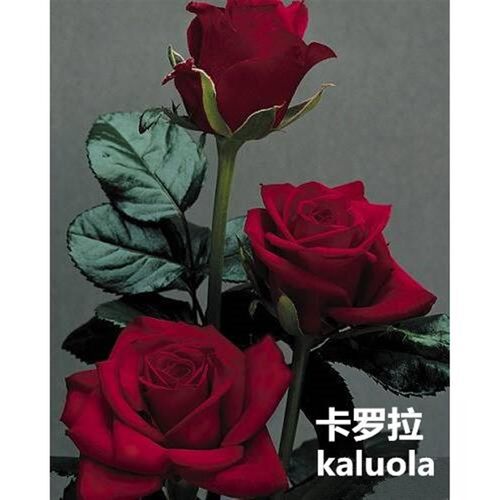 四季开月季特大花l浓香玫瑰花苗卡罗拉切花月季花盆栽植物花苗