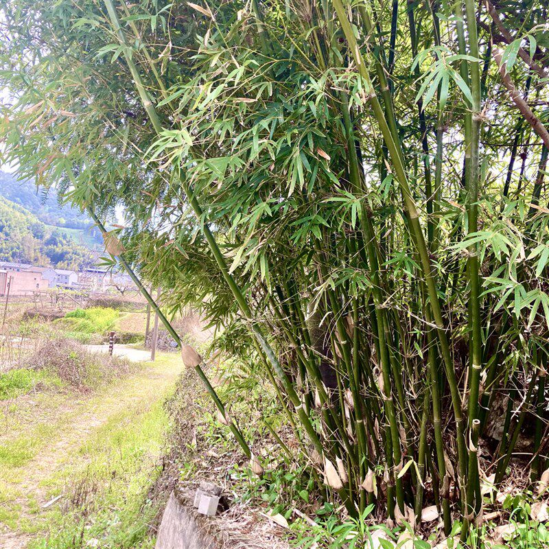 孝慈竹苗庭院盆栽丛生风景观赏钓鱼杆竹子围栏墙篱笆客厅办公室内