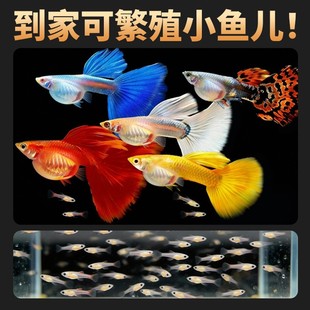 孔雀鱼活鱼苗观赏鱼热带小型鱼活体鱼淡水好养耐活精品纯种凤尾鱼