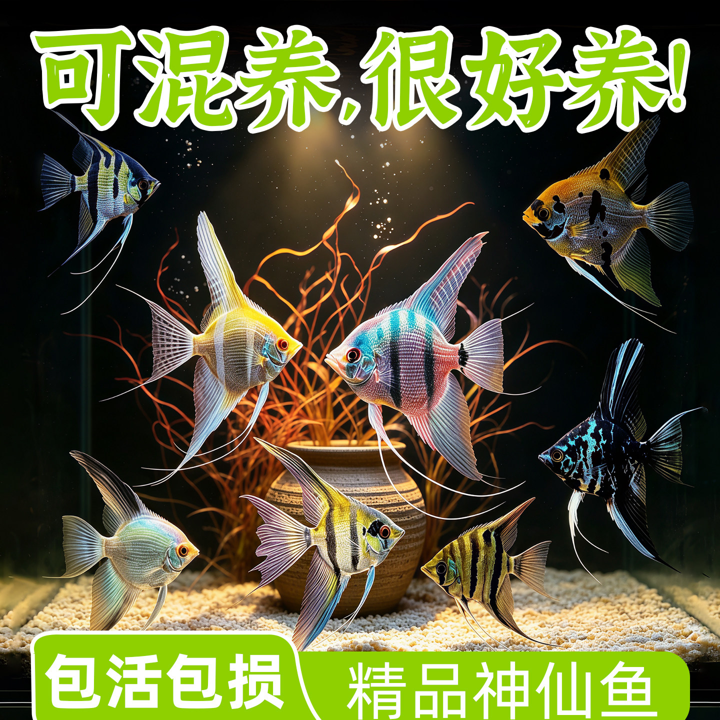 七彩神仙鱼燕鱼观赏鱼热带小型淡水好养耐活鱼苗秘鲁活鱼燕子鱼