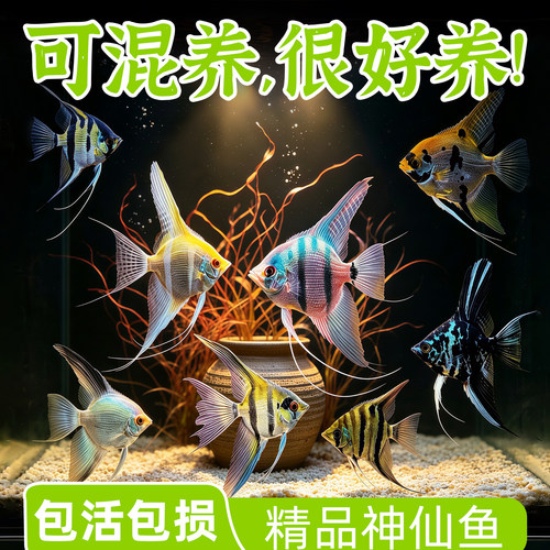 水洲纪七彩神仙鱼热带观赏鱼耐活
