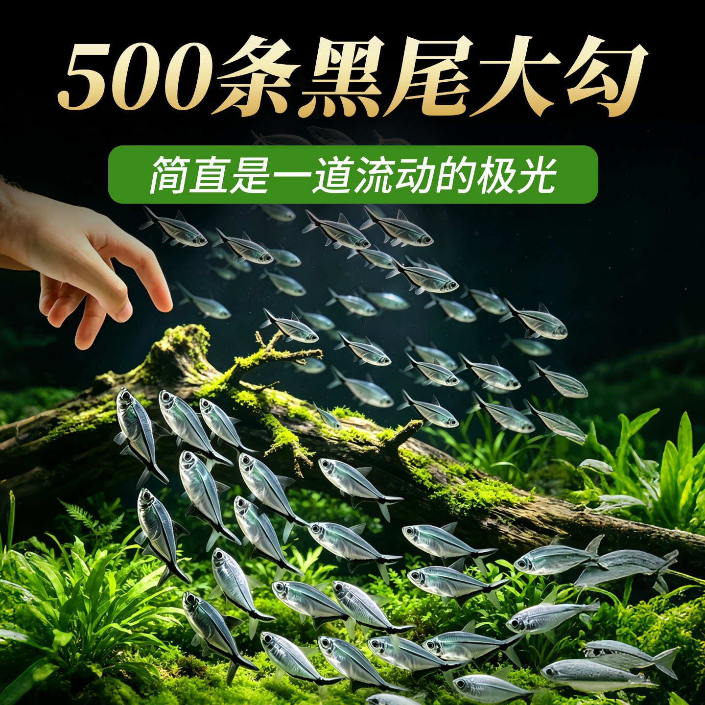 黑尾大勾黑尾扯旗灯科鱼群游观赏淡水热带鱼小型鱼活体鱼好养耐活