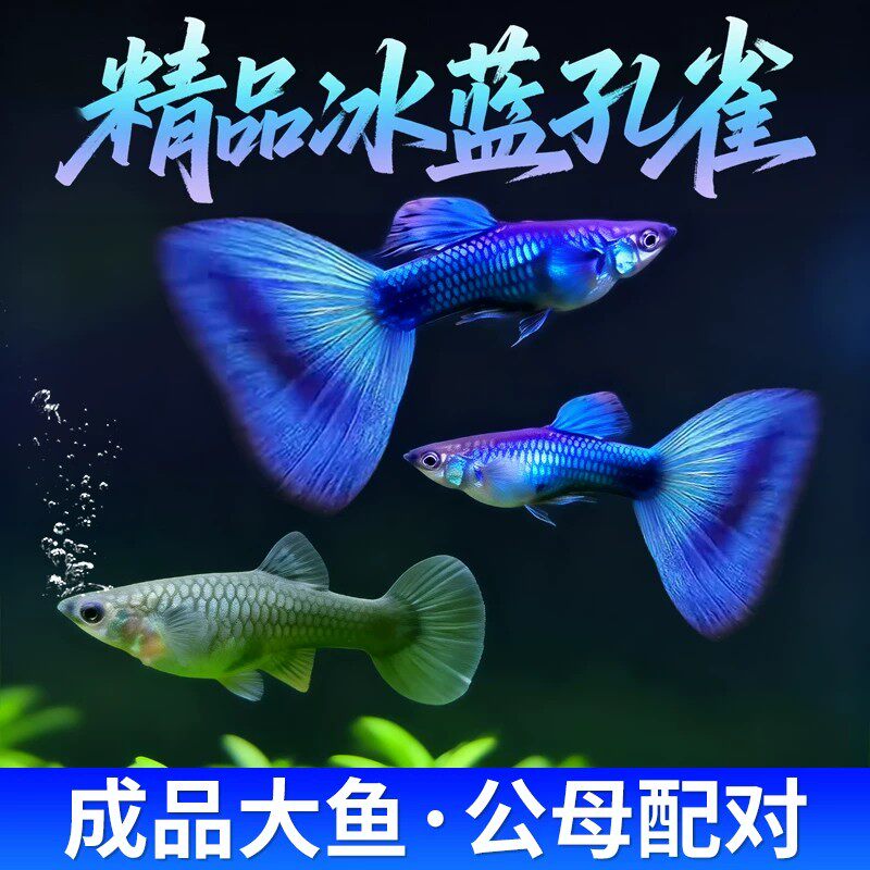 全蓝孔雀鱼活体鱼苗观赏鱼小鱼金鱼淡水好养耐活小型鱼缸热带鱼