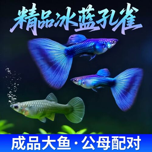 水洲纪全蓝孔雀鱼活体鱼苗观赏鱼