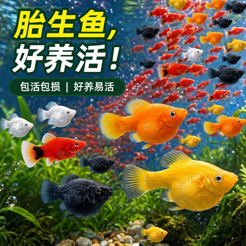 胎生鱼活体玛丽球淡水小鱼易繁殖鱼好养耐活热带观赏鱼米奇鱼