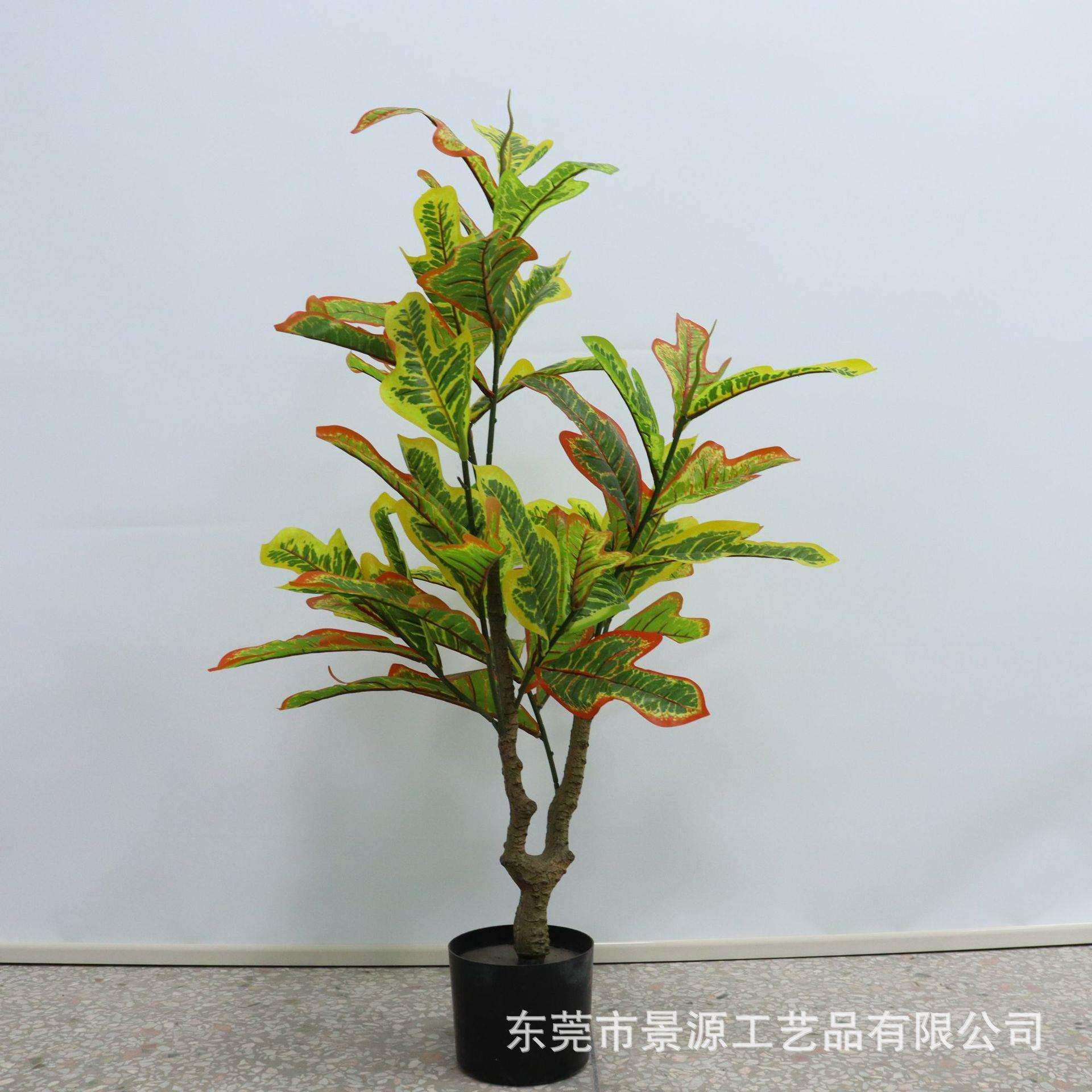 植物洒金榕树盆栽变叶木室内客厅落地变色木摆件绿植盆景家居装饰