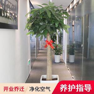 发财树大棵盆栽客厅室内大型绿植物办公室好养绿植开业招财树花卉