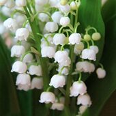 苗外芳香室内花小型花浓香阳台 根净化空气铃兰花桌面 四季