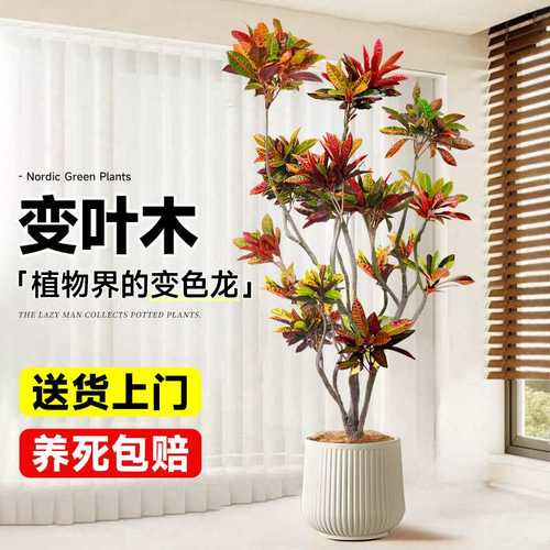 大型绿植室内变色木盆栽客厅真树旺宅好养七彩变叶木四季造景花卉