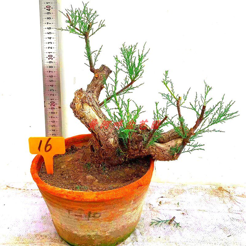 R-怪柳盆景柽柳盆栽观音柳小苗木阳台熟桩生桩花卉绿植园艺老树桩