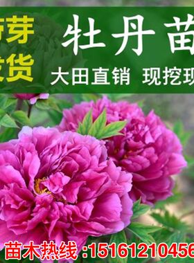 牡丹花苗大苗重瓣芍药庭院阳台盆栽花卉正宗观赏木本老桩牡丹花树