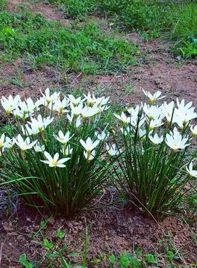室外喜阴花卉四季种庭院矮生植物风雨兰葱兰花苗户外绿化易活