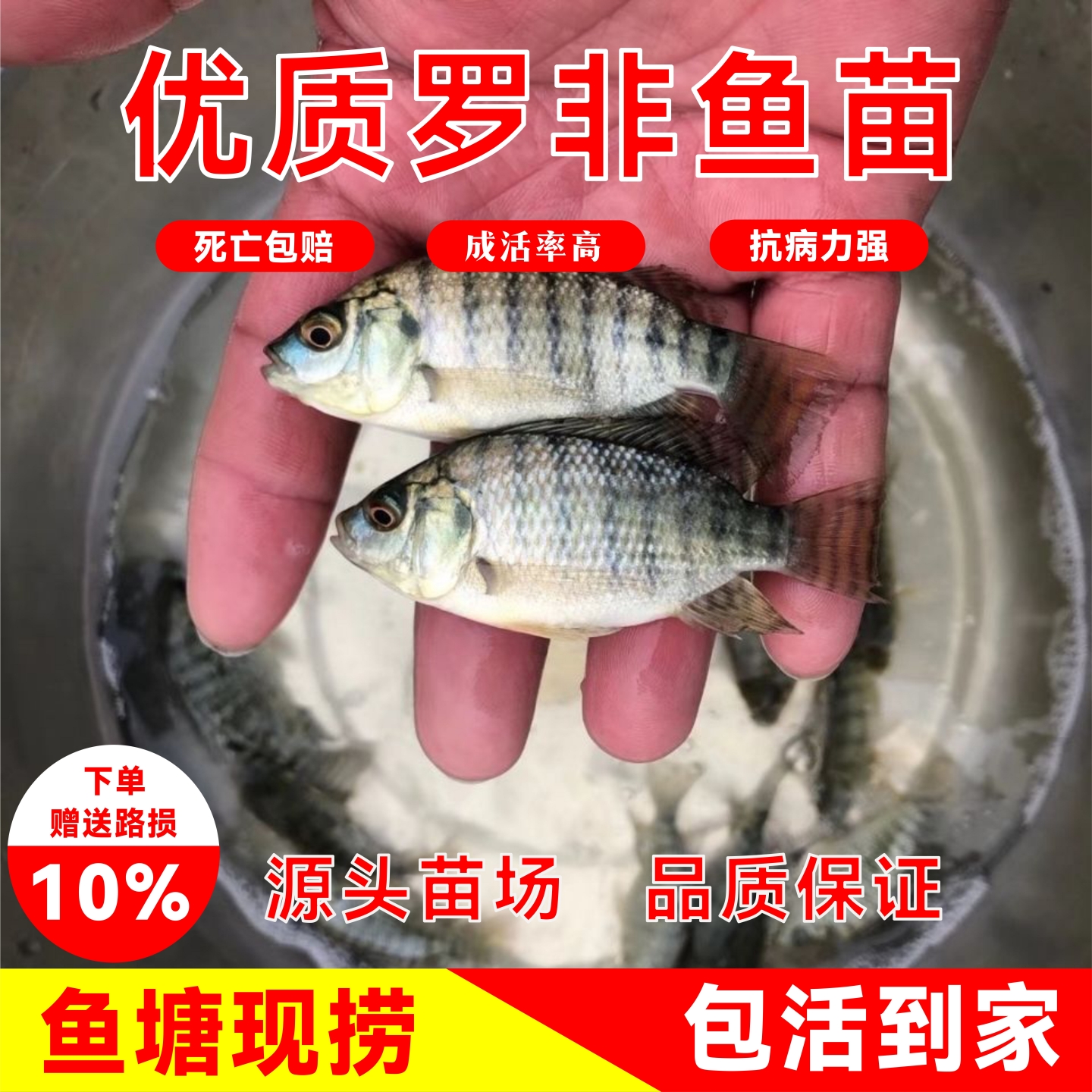 罗非鱼苗活体淡水养殖包活到手
