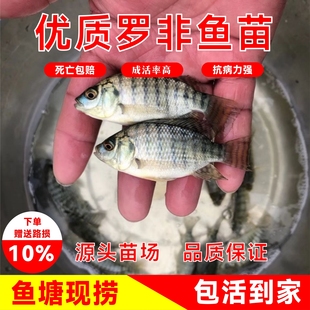 脆肉罗非鱼苗活体淡水养殖新吉富冷罗非水鱼凶猛鱼肉食鱼可食用鱼