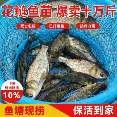 超大花鲢鳙鱼苗淡水养殖