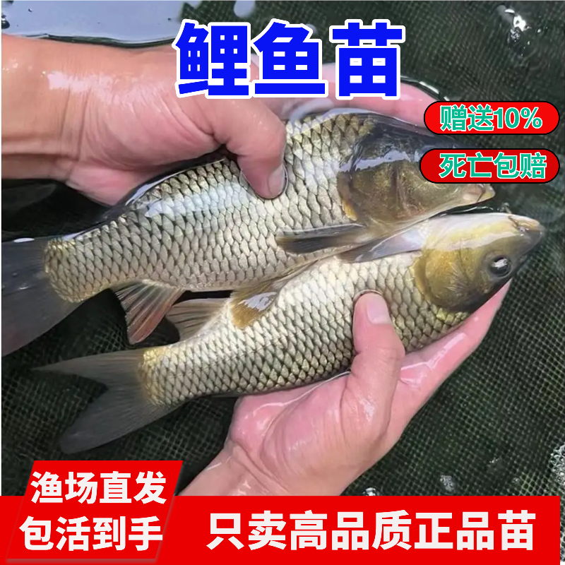 江苏黑鲤鱼苗淡水养殖活体