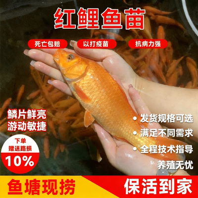 红鲤鱼苗淡养殖食用兴国红鲤鱼塘鱼缸好养耐活红鲤鱼苗冷水观赏鱼
